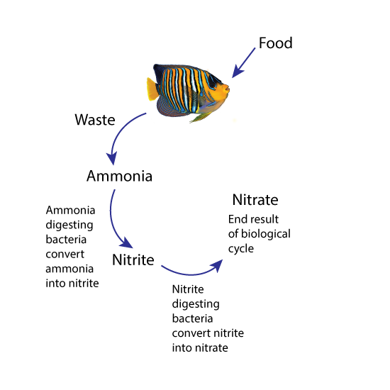 Fishless Cycle